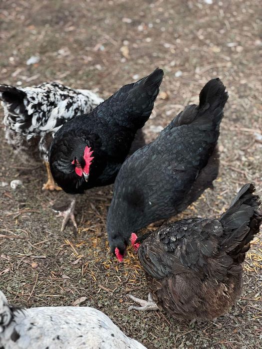 Jaja legowe kur z wolnego wybiegu, mix