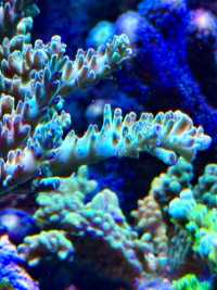 Koralowiec szczepka acropora turkus