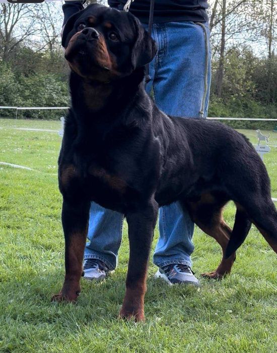 Rottweiler, szczeniak, samiec, rezerwacja ZKwP Poznań