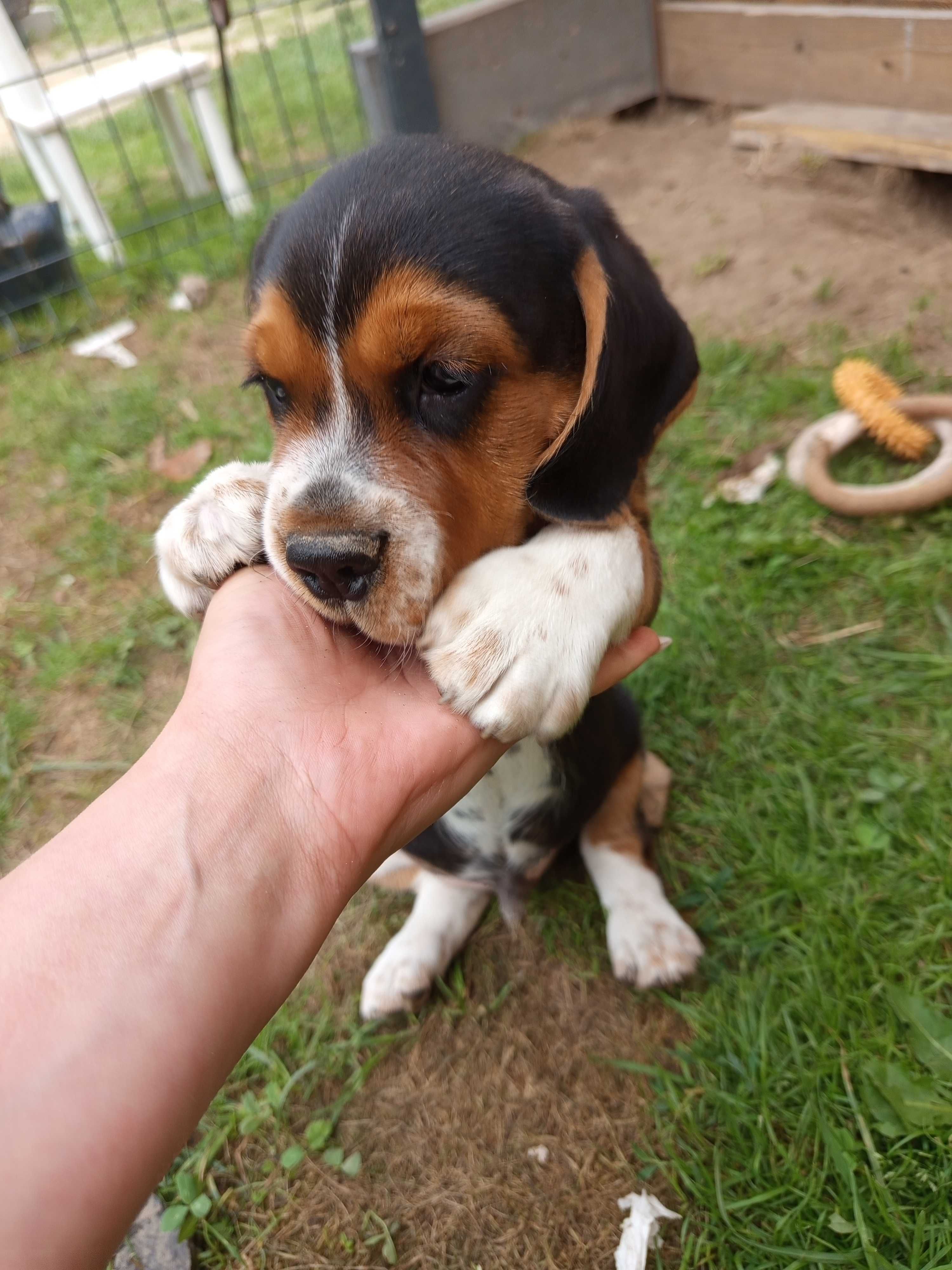 Szczeniak beagle