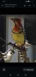 Casal de barbet.
