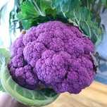 couve flor roxa 200 sementes