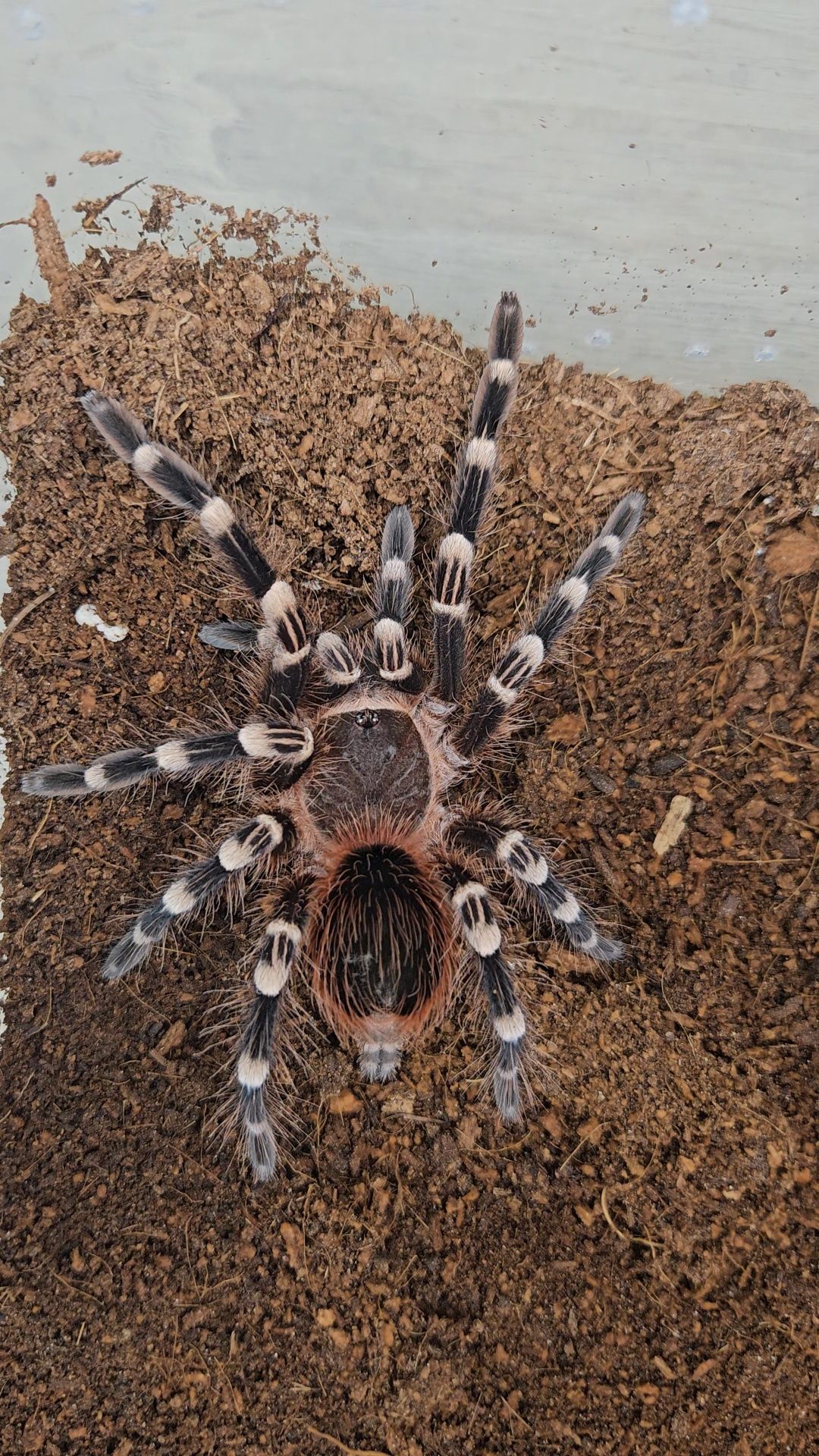 Acanthoscurria Geniculata L2-L4