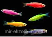 Рибки Glofish даніо тернеція барбус