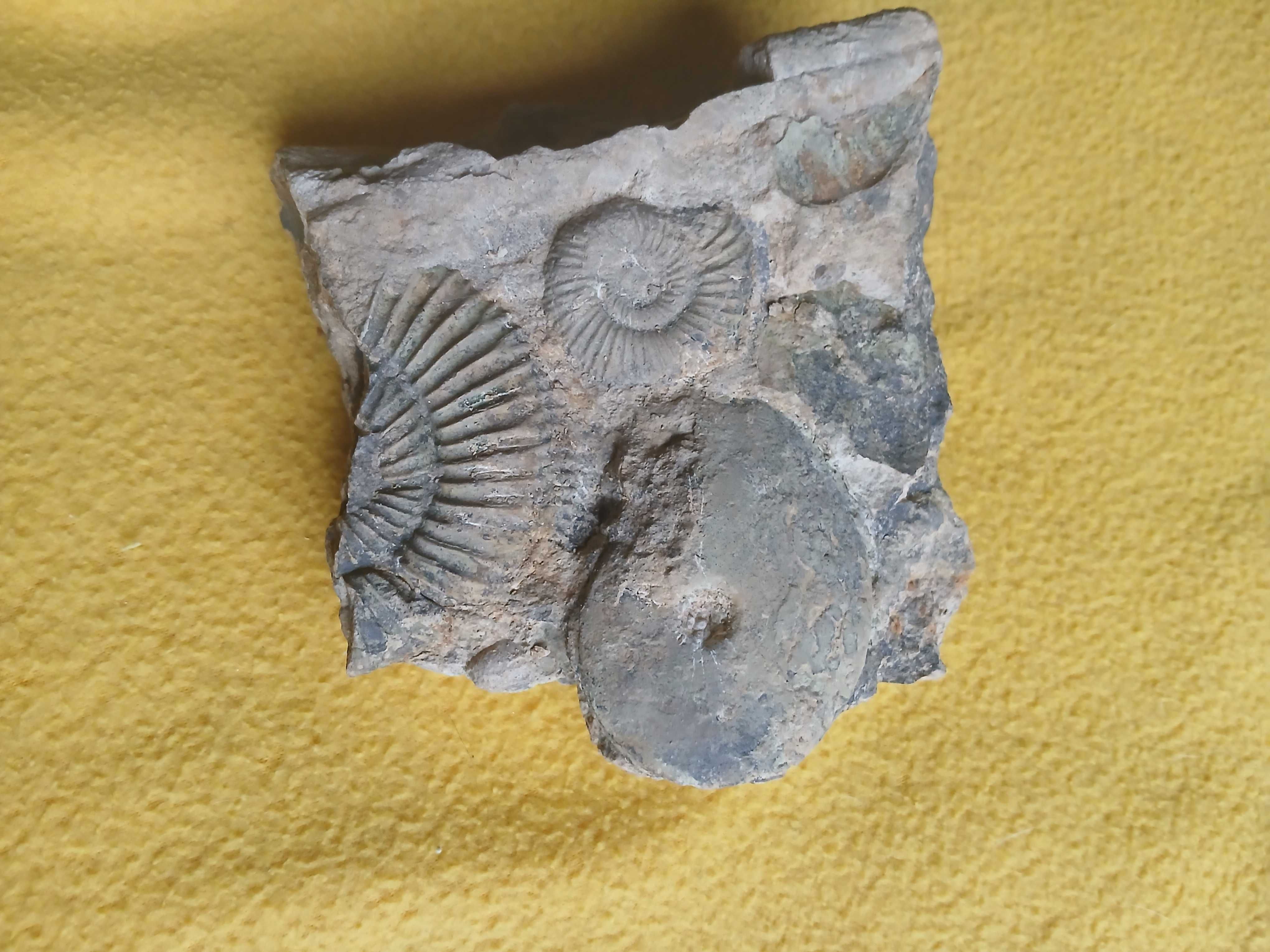 amonity: oppelia, perisphinctes oraz belemnit