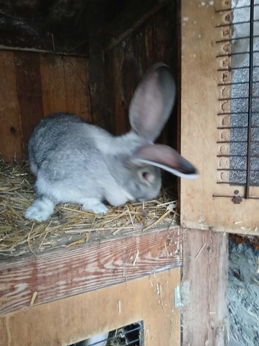 Sprzedam Belg olbrzym