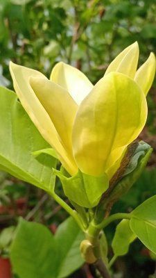 Магнолія Сакура Рододендрон Азалія Гібіскус Гортензія Піони