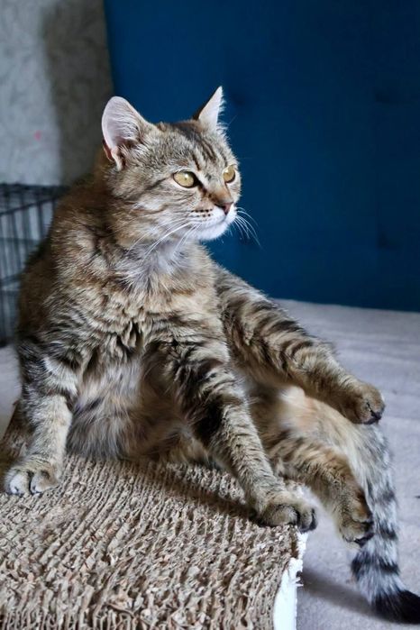 Ласкава молода киця Марго шукає родину