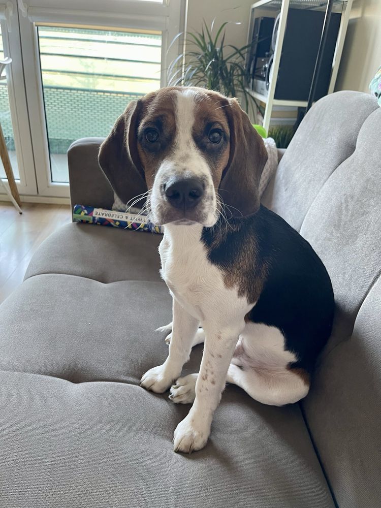 Oddam rocznego beagle