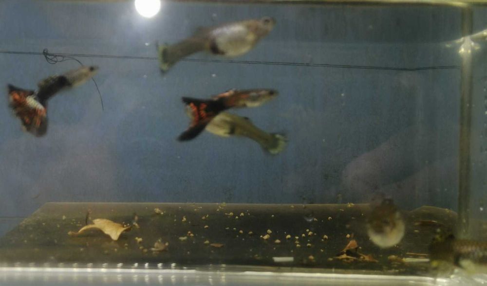 Guppy  2 Machos e 4 Fêmeas  5€