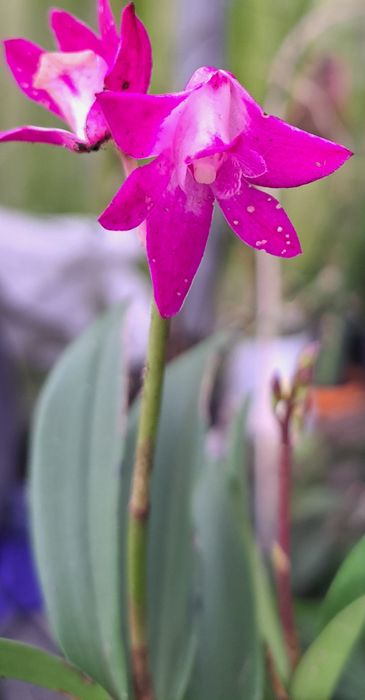 Vendo Dendrobium  kingianum de cor rosa choque.