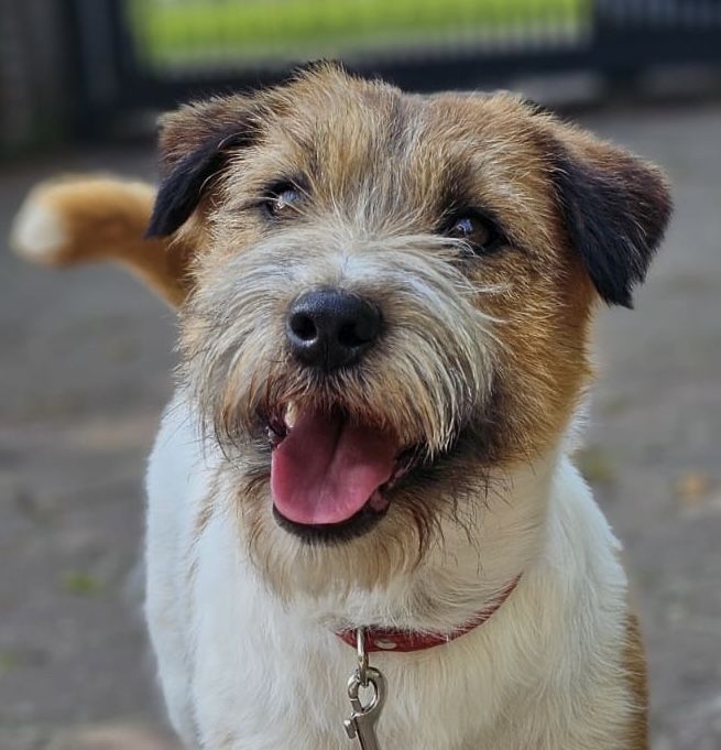 Jack Russell Terrier FCI ZKWP samiec pies reproduktor