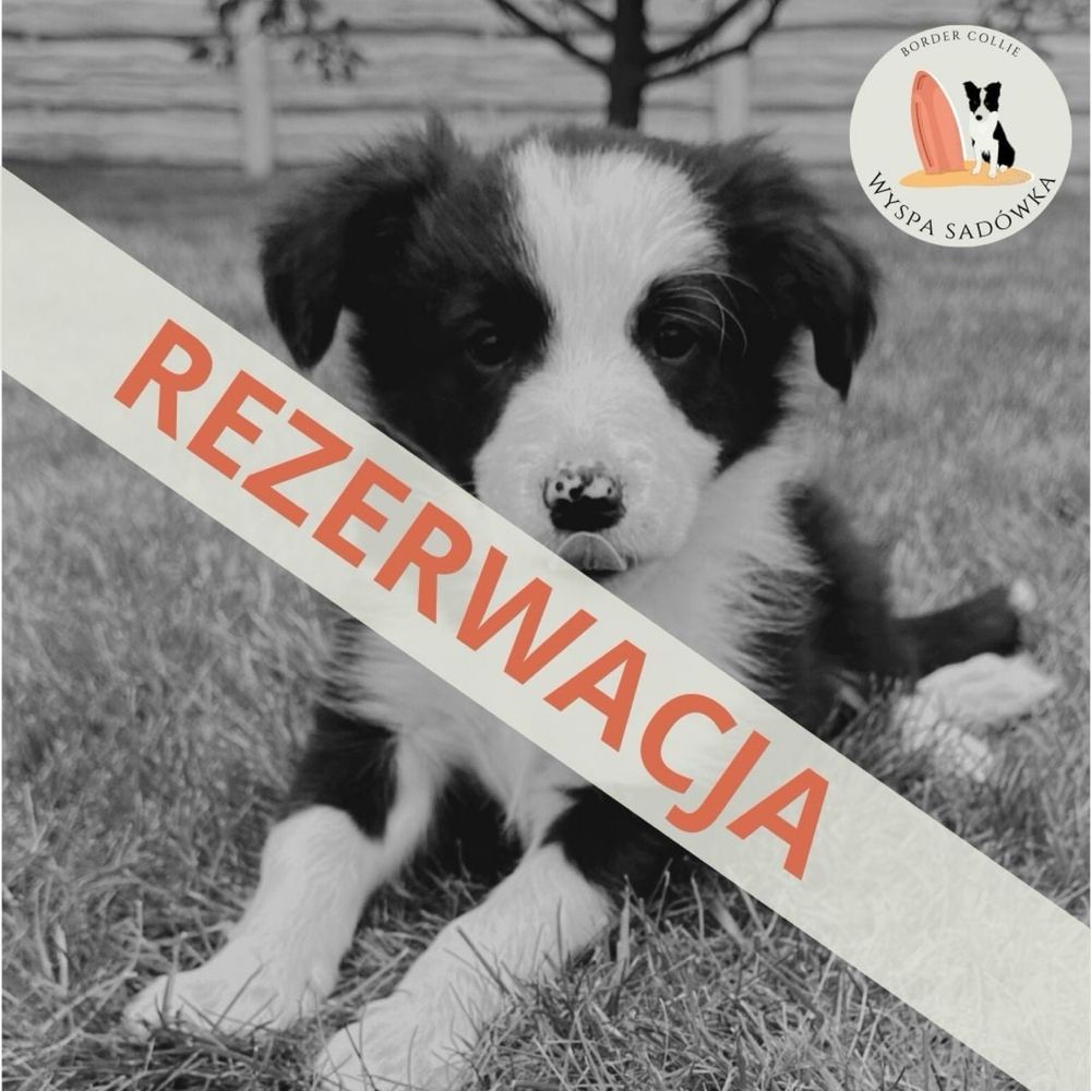 Piesek Border Collie czarno-biały z Rodowodem + bogata wyprawka