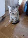 отдам котят даром