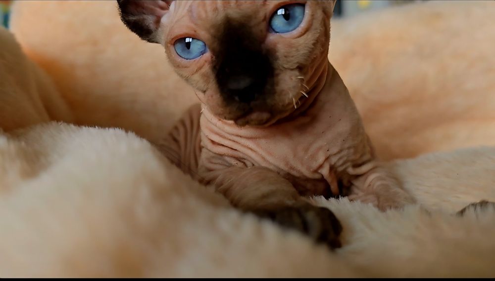 Przepiękne koteczka niebieskie oczka.kot sfinks