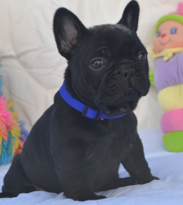 Віп Малишка чорна .