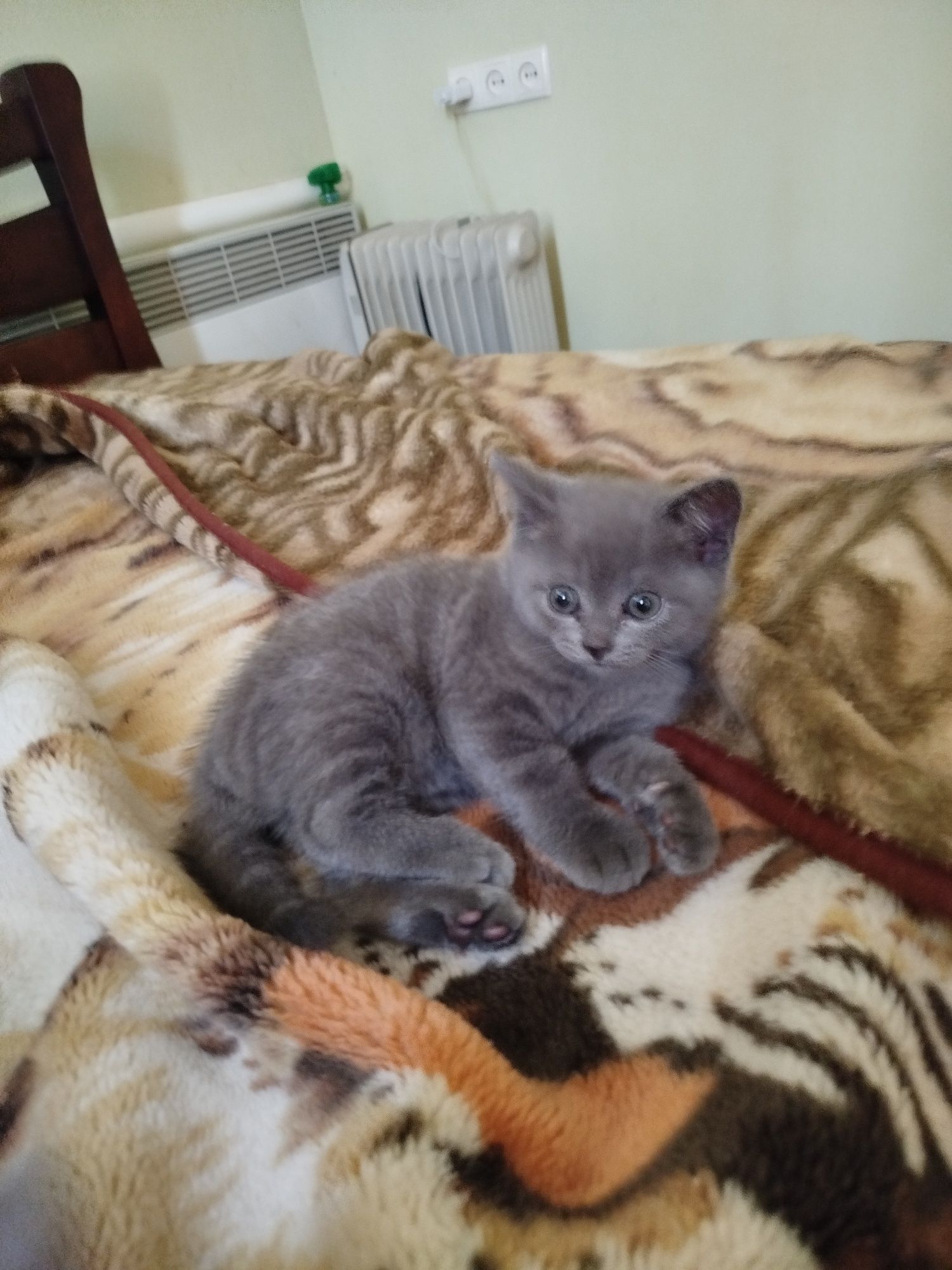 Шотландські кошенята