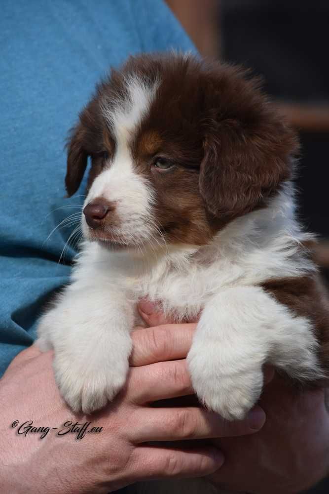 MAS,  Miniaturowy Owczarek Amerykański, Mini Aussie ZKwP/FCI