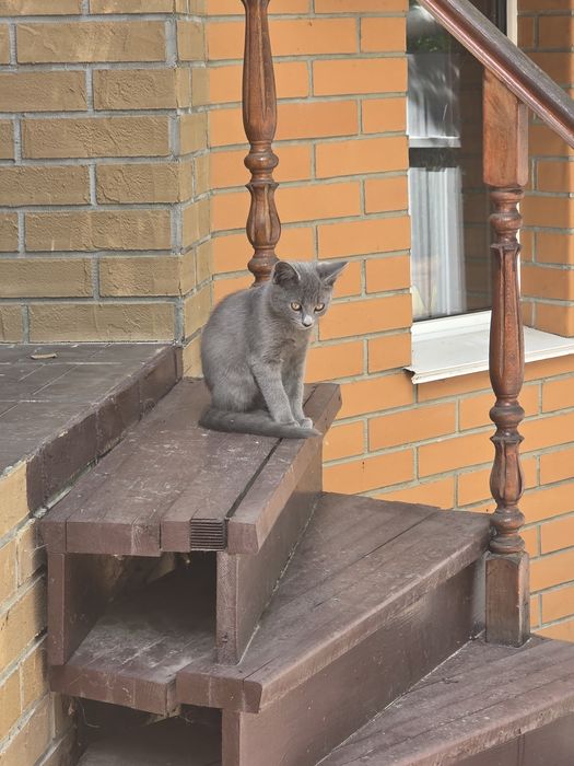 Віддамо кошенят у добрі руки