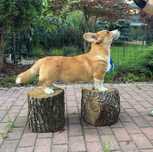 Welsh Corgi Cardigan szczenie FCI