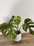 Monstera variegata4V