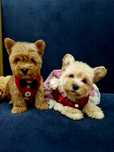 Pudel toy west highland white terrier szczeniaczki  z legowiskiem I