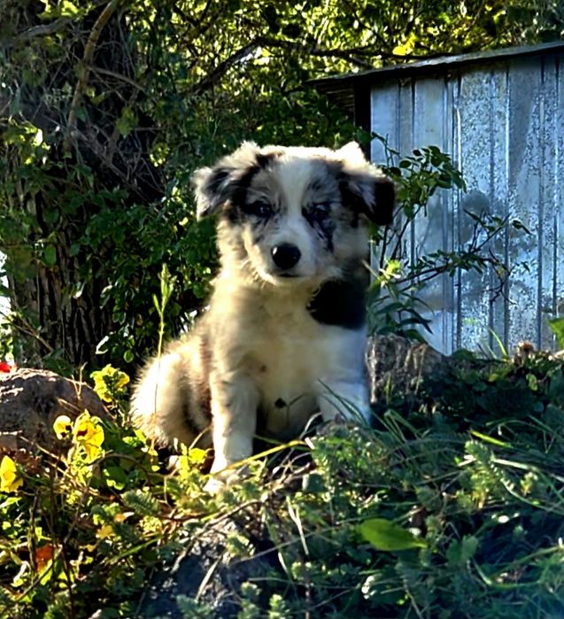 Border Collie szczenię