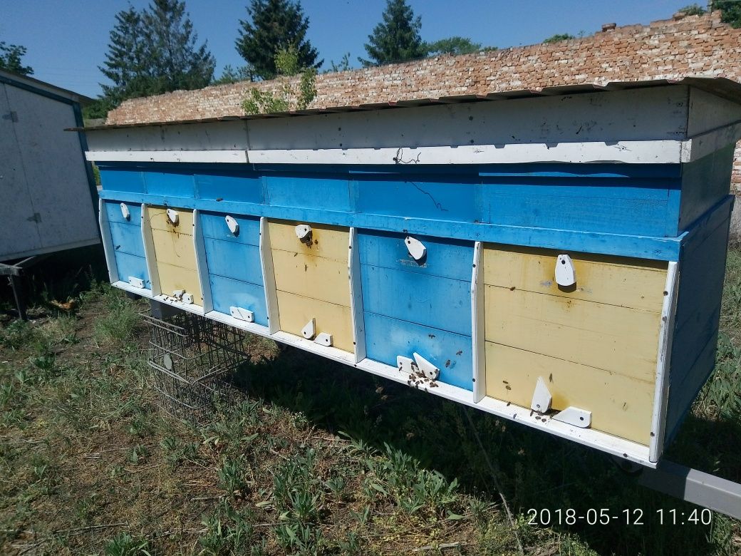 Бджолопавільйон, пасіка, бджоли