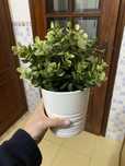 Ikea Planta artificial + vaso 9 cm