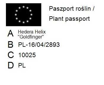 Bluszcz Pospolity 'Goldfinger' - Hedera Helix (25)