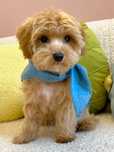 Śliczny piesek Maltipoo gotowy do odbioru