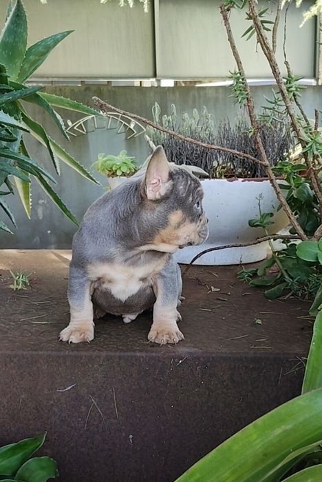 Bulldog Francês Lilac Tan