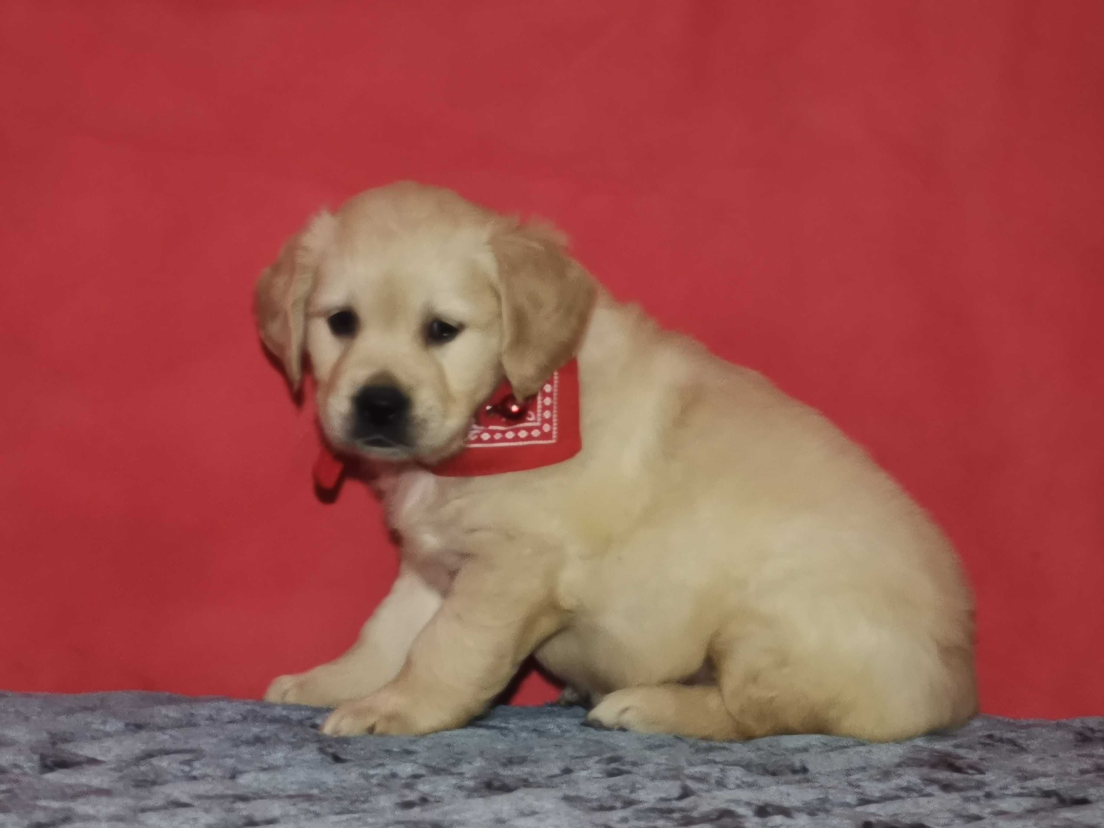 Golden retriever suczka kremowo złota