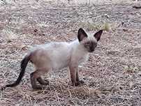 Gatos para adopção