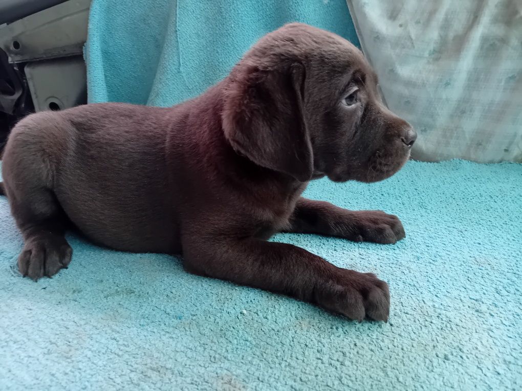 Labrador retriever femea