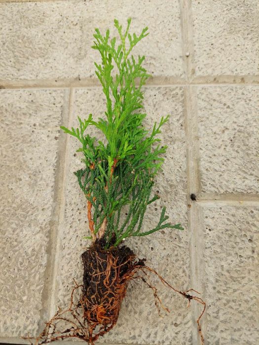 Tuja szmaragd Multiplat + Tuja p9