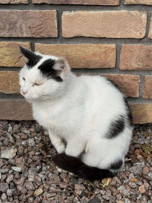 Kotka do adopcji
