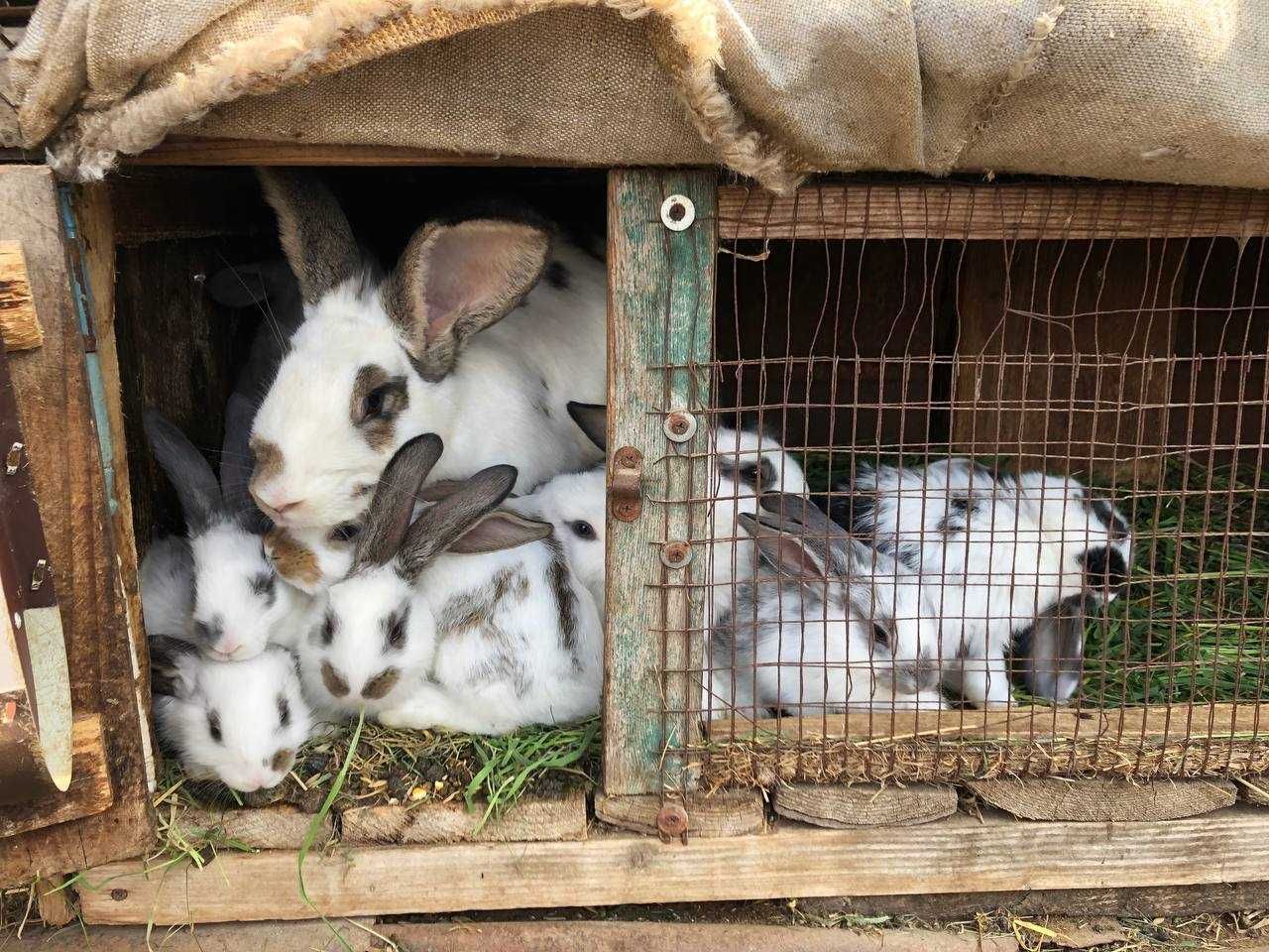 Кролі кролики кроленята
