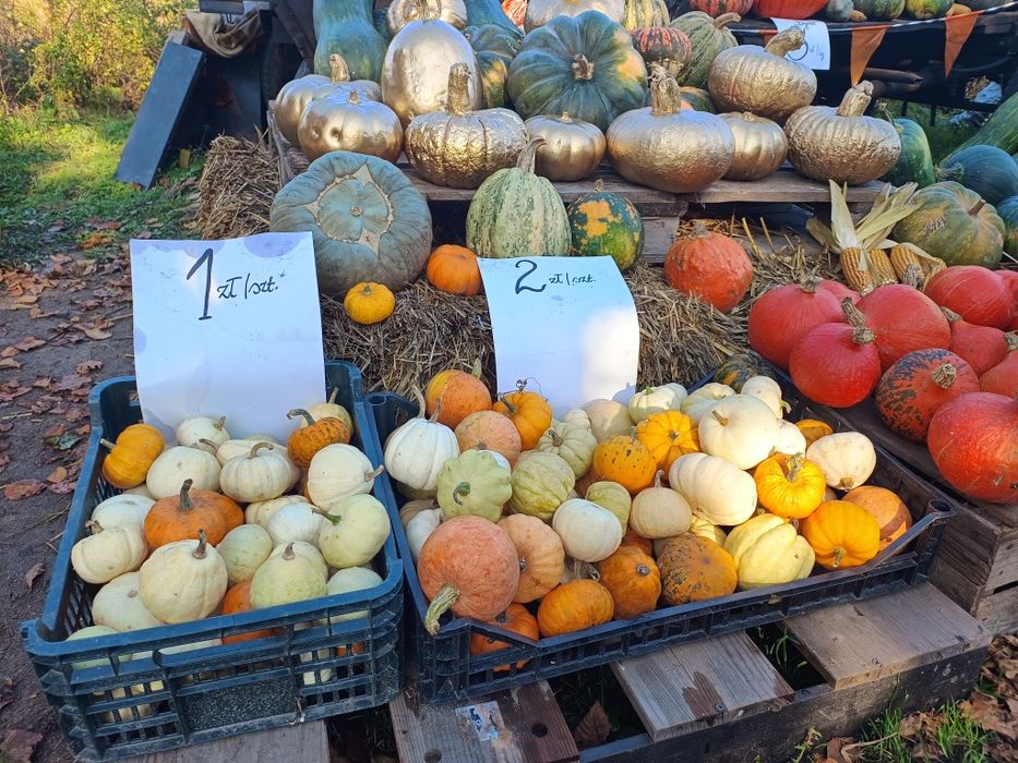 Dynie ozdobne 1zł/szt, dynie Halloween, dynie złote