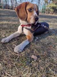 Pies Beagle Tricolor