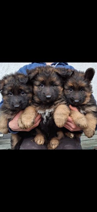 Owczarek niemiecki długowłosy   szczenię rezerwacja