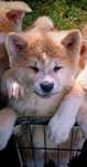Akita Inu piesek ZkwP FCI