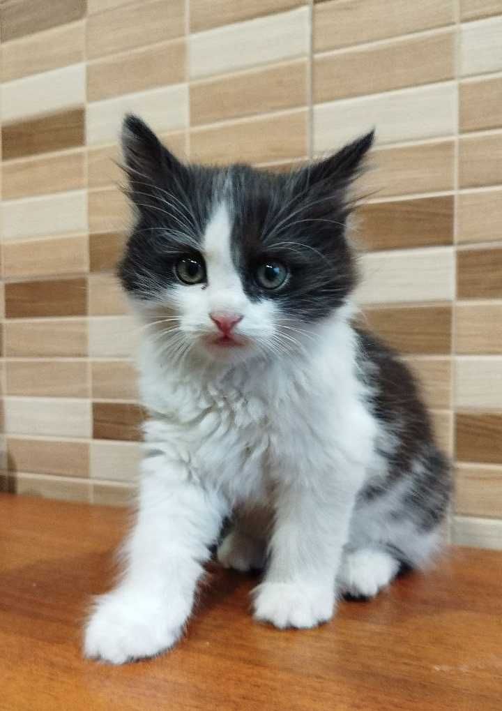 Кошенятка добрим людям в добрі руки! Саме для Вас)