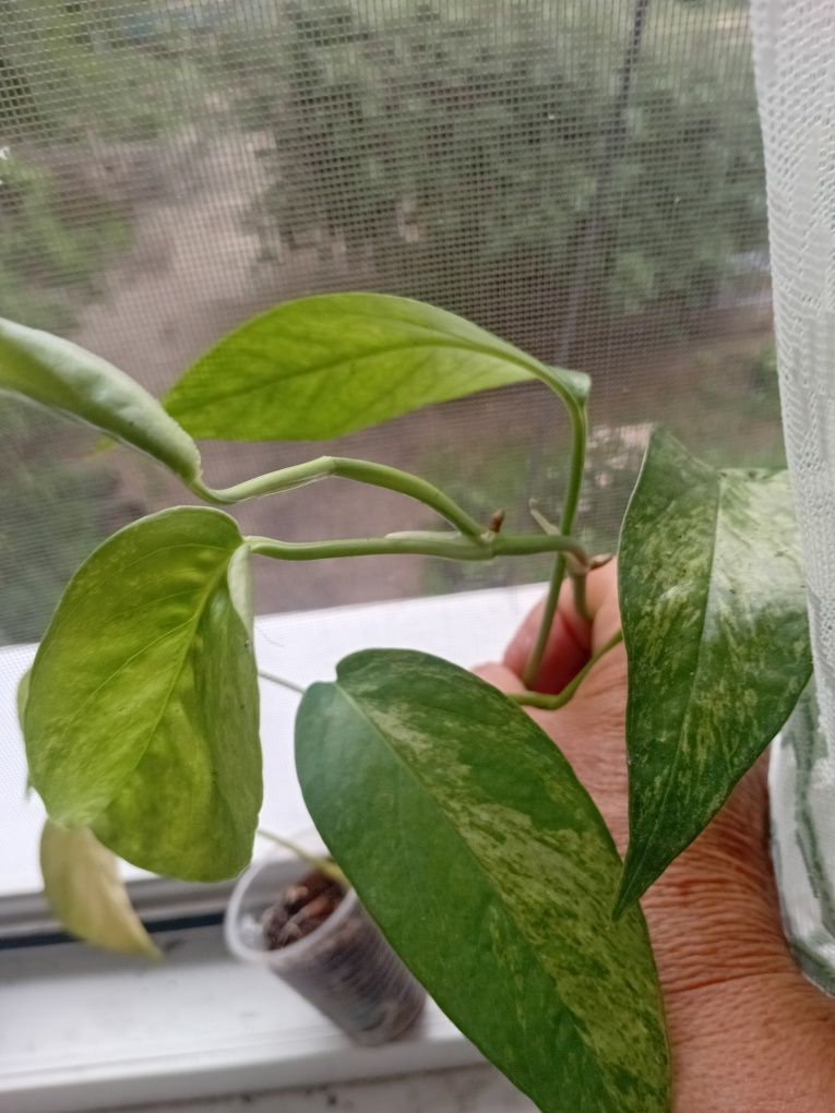 Монстера  mint variegated.
