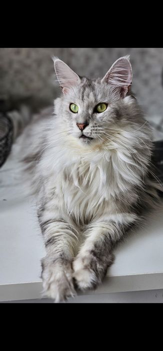 Śliczny duży kocurek Dexter  Maine Coon ns z linii shaded as 22