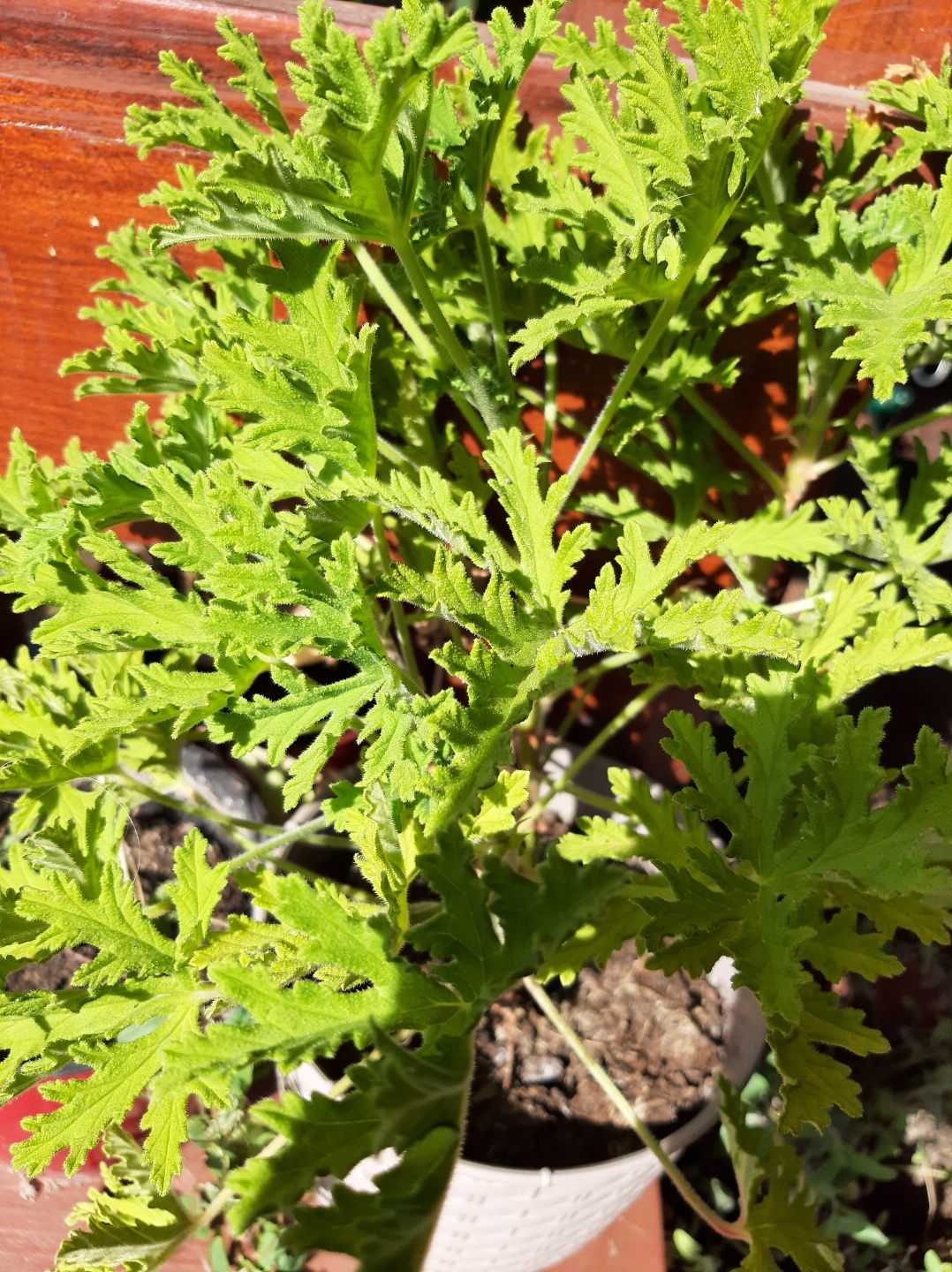 Anginka, geranium, pelargonie pachnąca