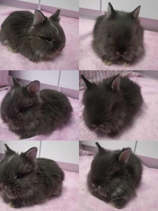 Królik Karzełek Teddy królik Miniaturka gotowe do odbioru króliczki