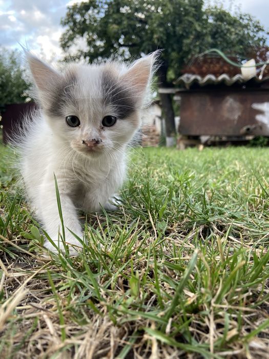 Кошенятка безкоштовно