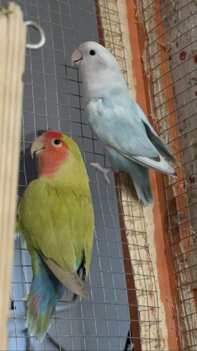 Casal de Roseicolis Longfeathers