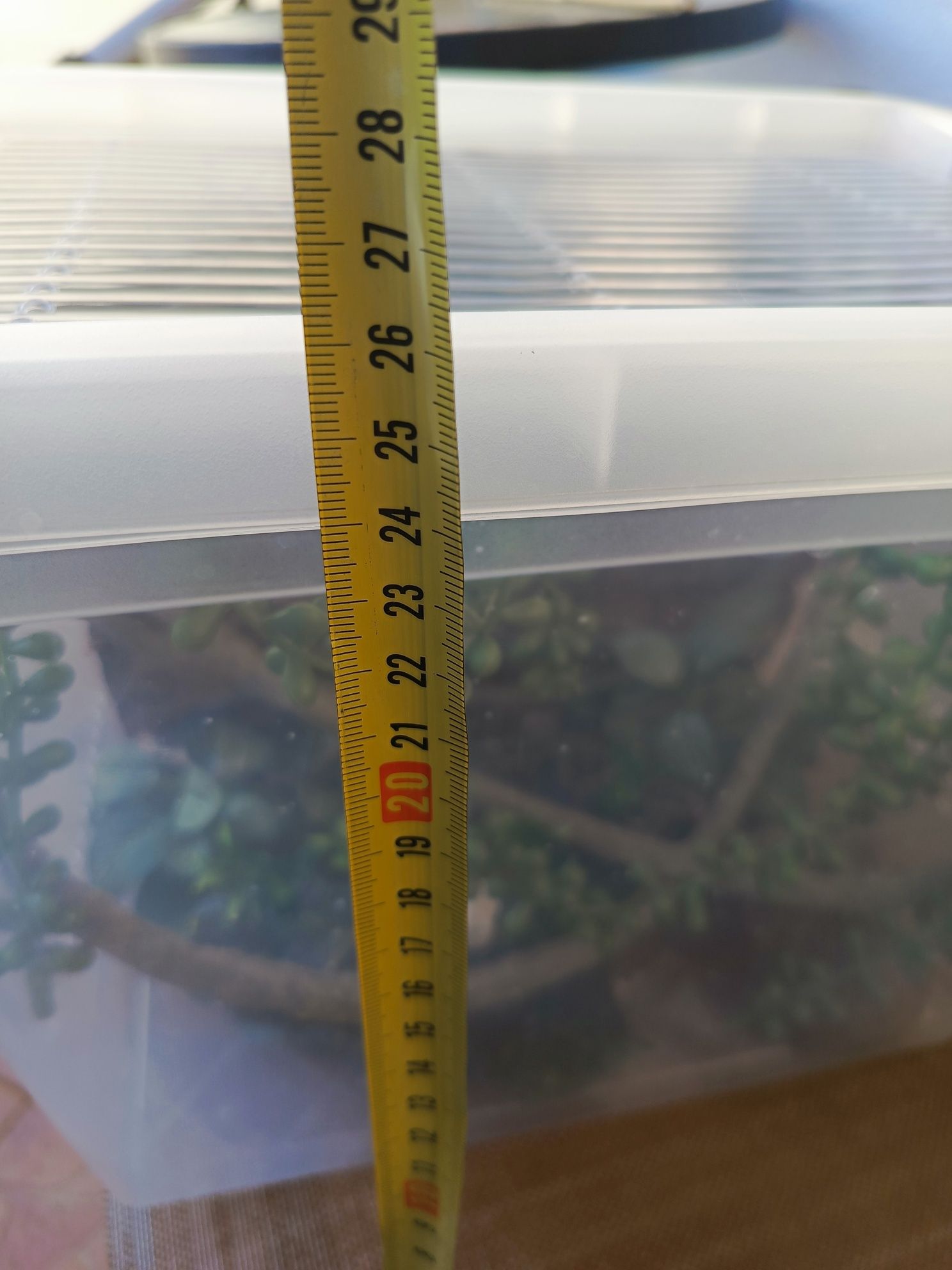 Terrarium dla gekona przejściowe